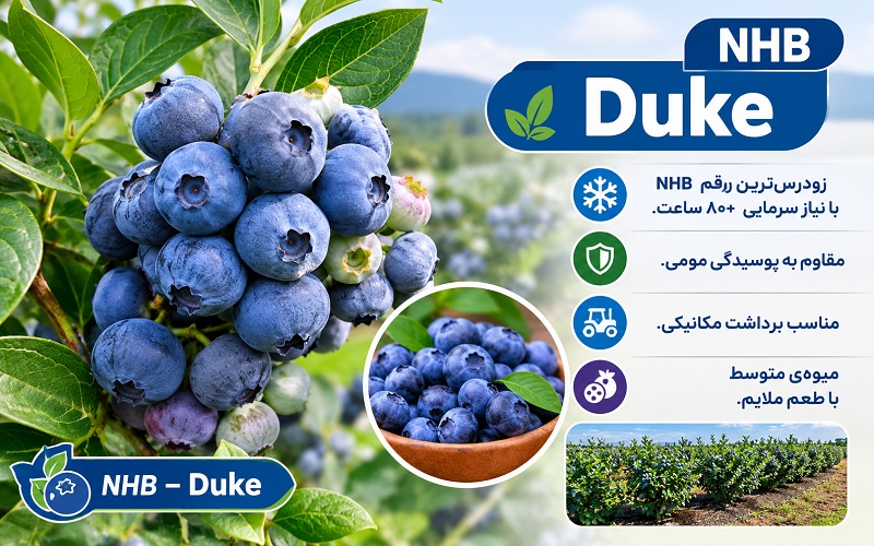 بوته بلوبری رقم Duke