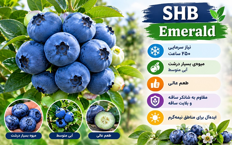 بوته بلوبری رقم Emerald