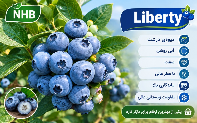 بوته بلوبری رقم Liberty
