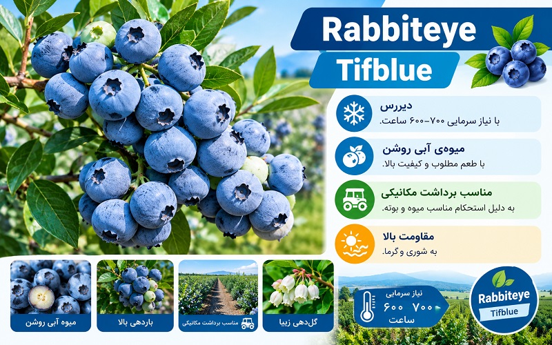 بوته بلوبری رقم Tifblue